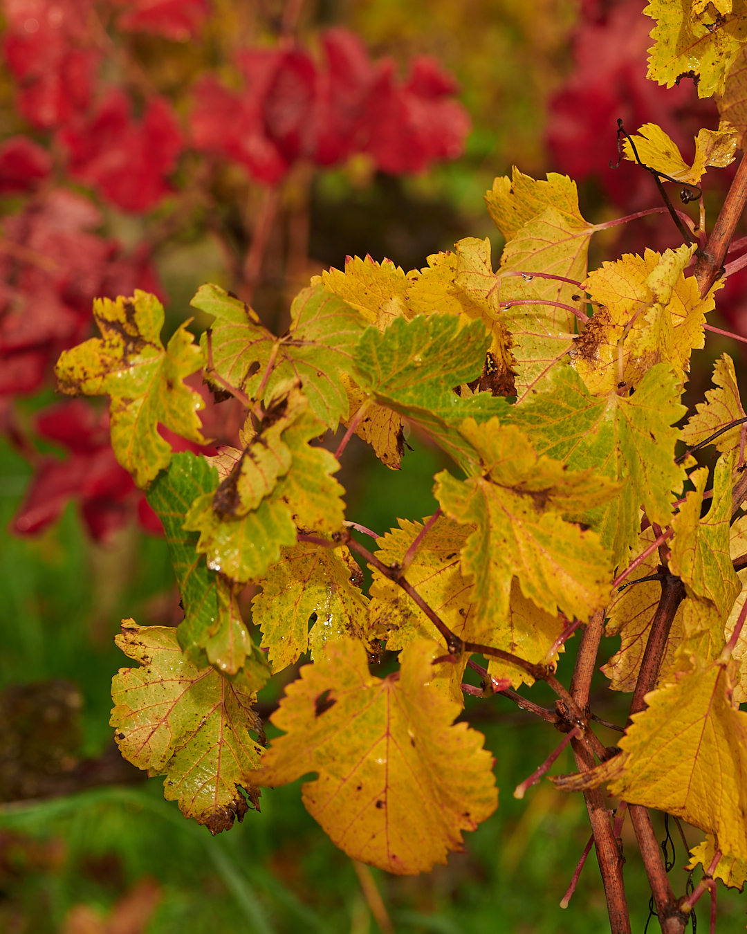 Photo CZ_Automne2023 2